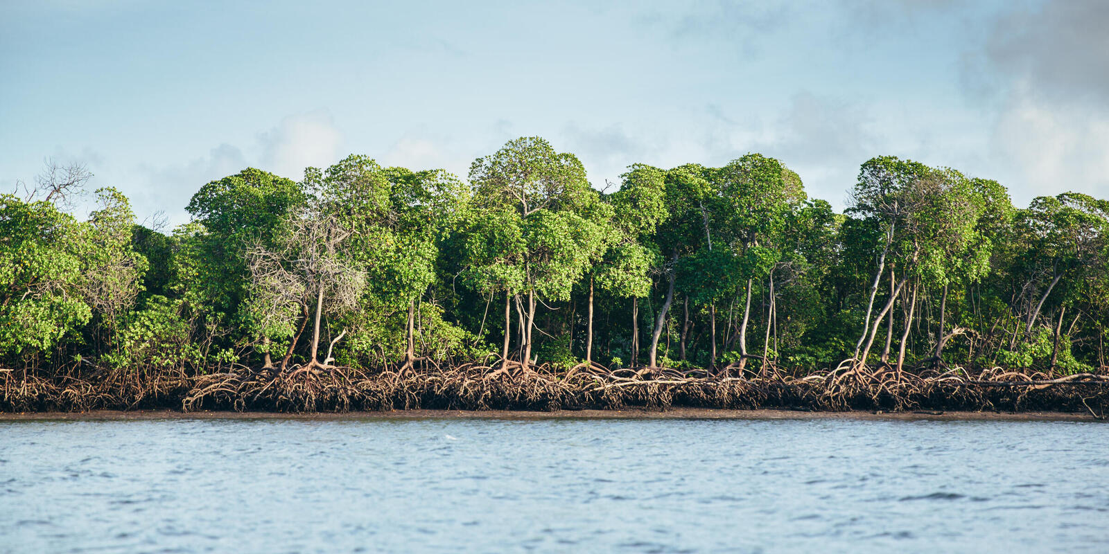 Mangrove Tree In Rainforest