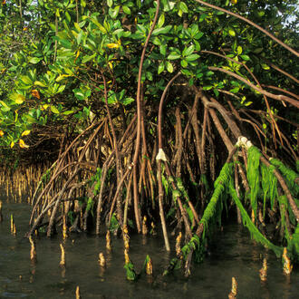 Mangrove plants grow along the coast