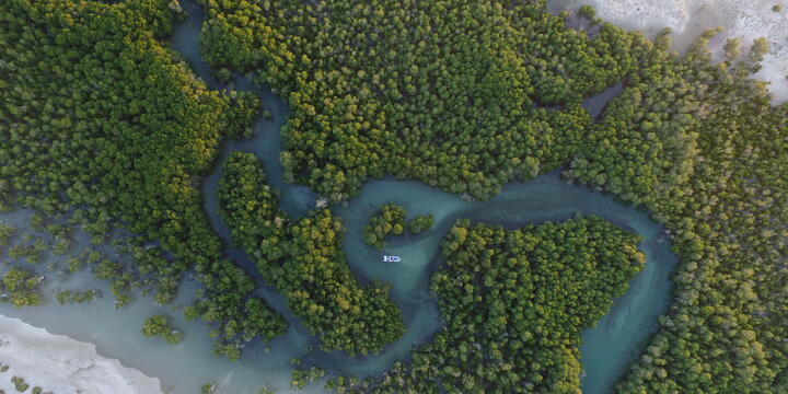 Aerial view of a Mangrove forest in water along a coast