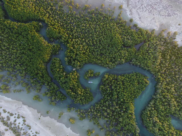 Aerial view of a Mangrove forest in water along a coast