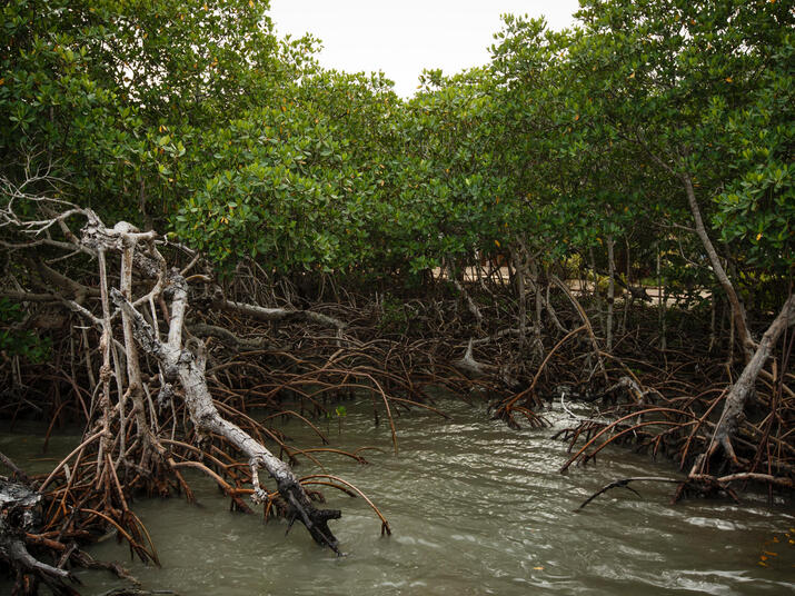 Mangroves in Belize.