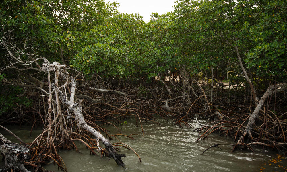 Mangroves in Belize.