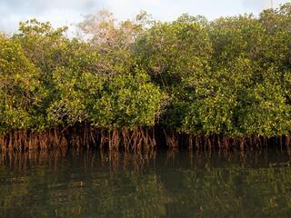 Mangroves in Marismas Nacionales Biosphere Reserve, Nayarit.