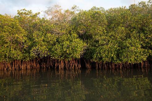 Mangroves in Marismas Nacionales Biosphere Reserve, Nayarit.