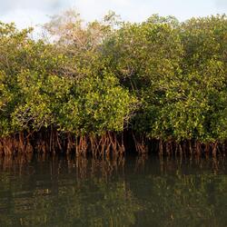 Mangroves in Marismas Nacionales Biosphere Reserve, Nayarit.
