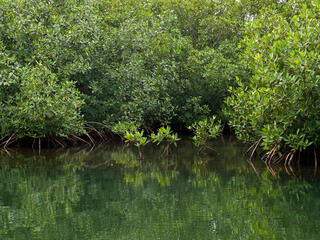 Mangroves in Placencia, Belize.