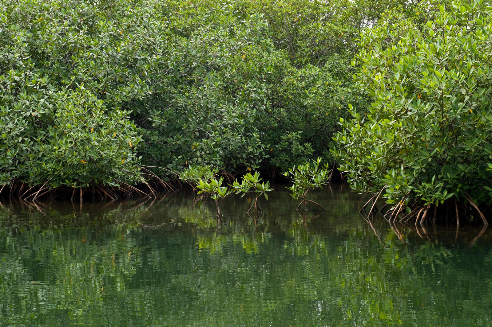 Mangroves in Placencia, Belize.