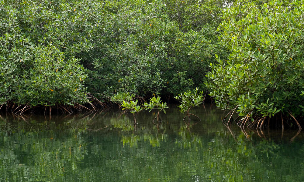 Mangroves in Placencia, Belize.