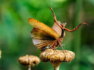 Praying mantis with arms raised, posing on mushroom