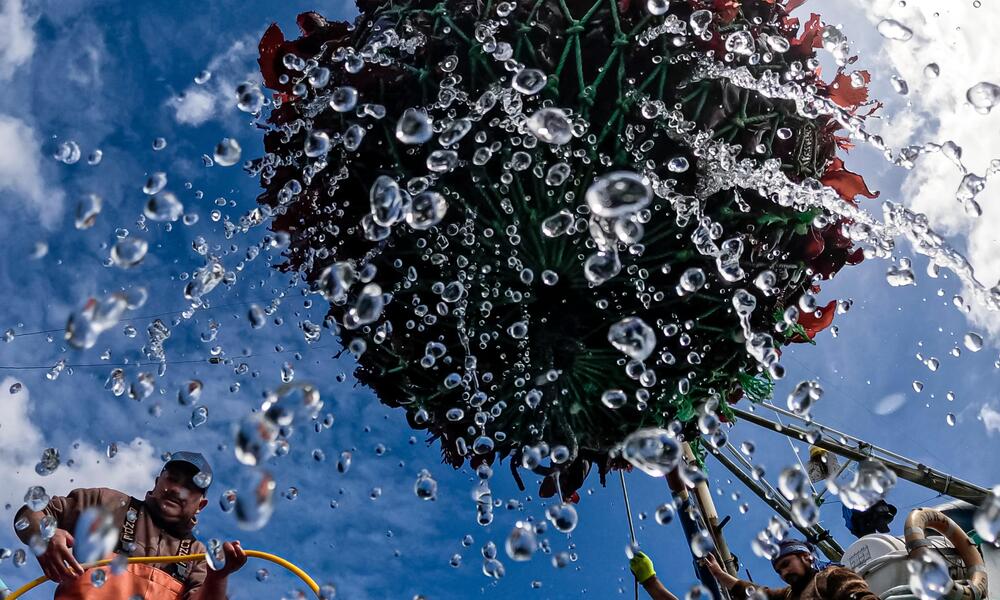 View from water below as net of seaweed is lifted onto boat deck by Captain Manuel Vida