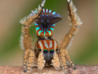 Colorful spider
