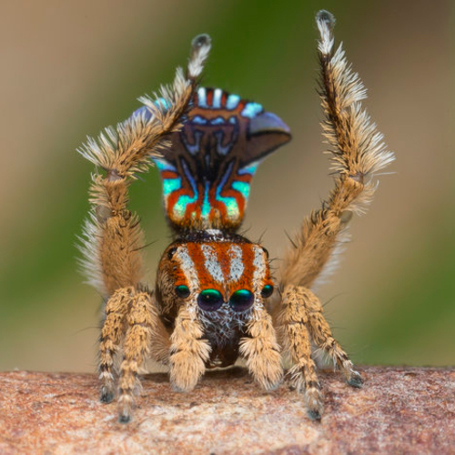 The Austrialian peacock spider goes viral, Magazine Articles