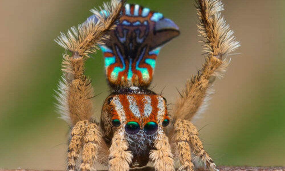 The Austrialian peacock spider goes viral, Magazine Articles