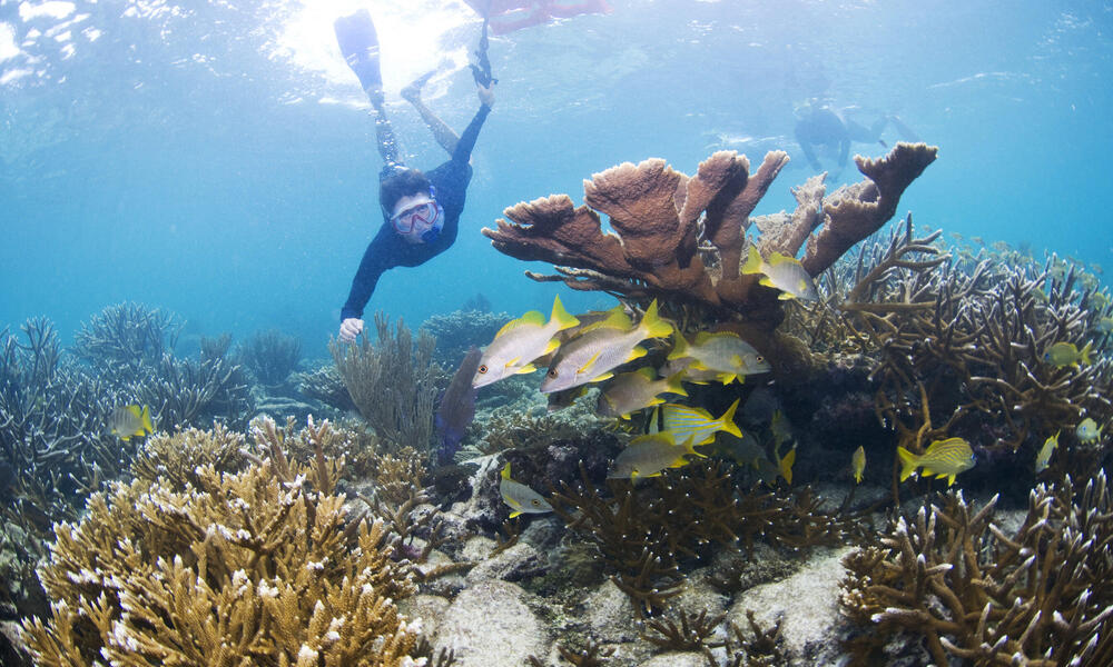 Eyes on the water in Belize | Magazine Articles | WWF