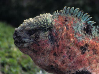 Marine iguana (Amblyrhynchus cristatus) profile. Galapagos Islands, Ecuador.