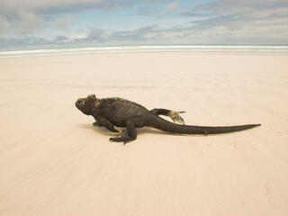 Marine iguana on a sandy beach in the Galapagos Islands, Ecuador.