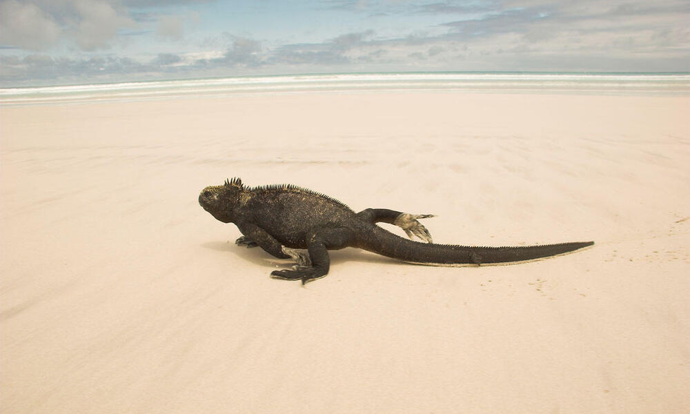 Marine iguana on a sandy beach in the Galapagos Islands, Ecuador.