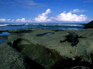 Marine iguana (Amblyrhynchus cristatus) resting on a rock overlooking the water. Galapagos Islands, Ecuador.