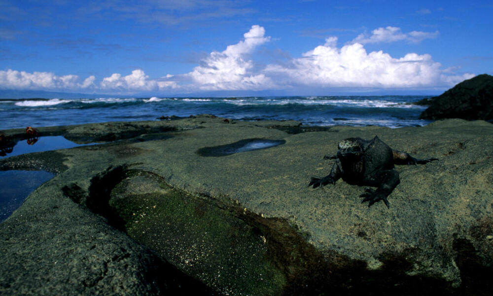 Marine iguana (Amblyrhynchus cristatus) resting on a rock overlooking the water. Galapagos Islands, Ecuador.
