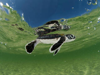 Green turtle hatchling swimming in the shallows of the sea in Indonesia