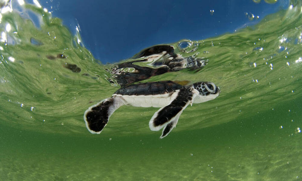 Green turtle hatchling swimming in the shallows of the sea in Indonesia