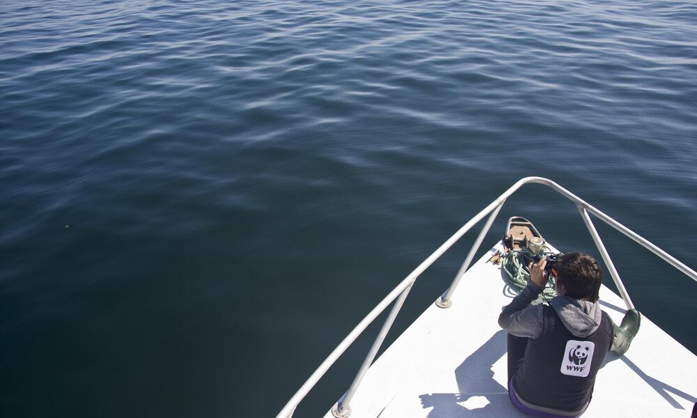 Marine student whale watching on Canada’s Bay of Fundy