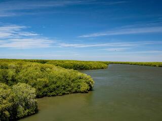 aerial view of mangrove landscape