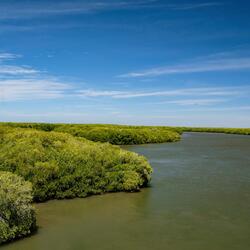 aerial view of mangrove landscape