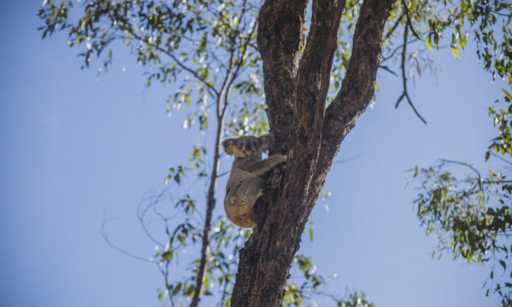 Maryanne  the koala climbs a tree after being released into wild