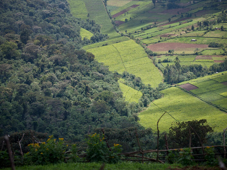 An aerial shot of forest meeting agricultural land