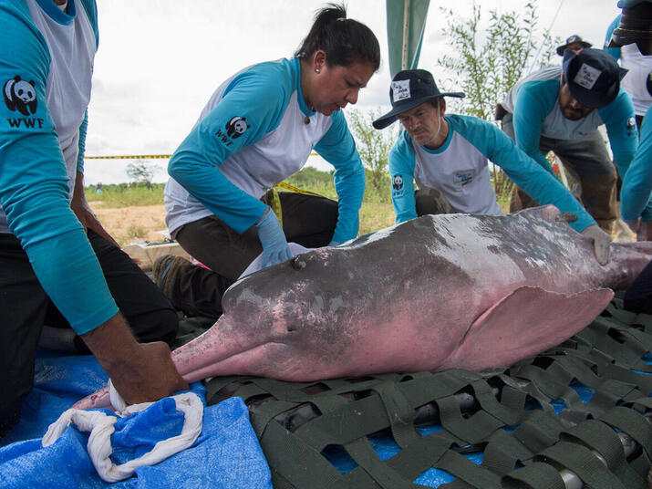 Vets measure and examine the river dolphin