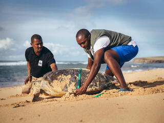 Two men use a tape measure to measure a green turtle on the beach in Kenya on a sunny day