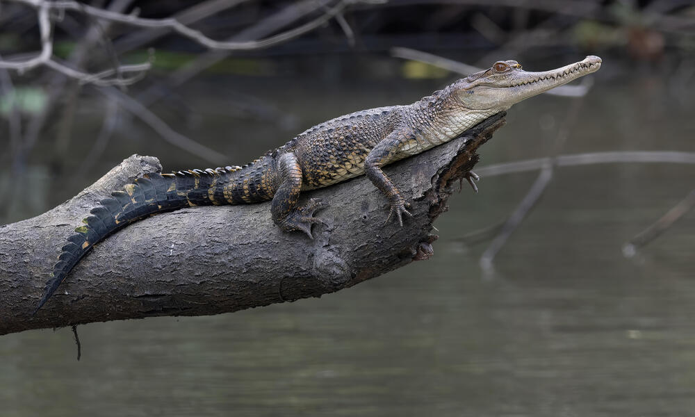 Mecistops leptorhynchus is a long reptile sitting on a log over a river