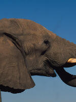 A Rapid Assessment of U.S. Physical Ivory Markets Brochure