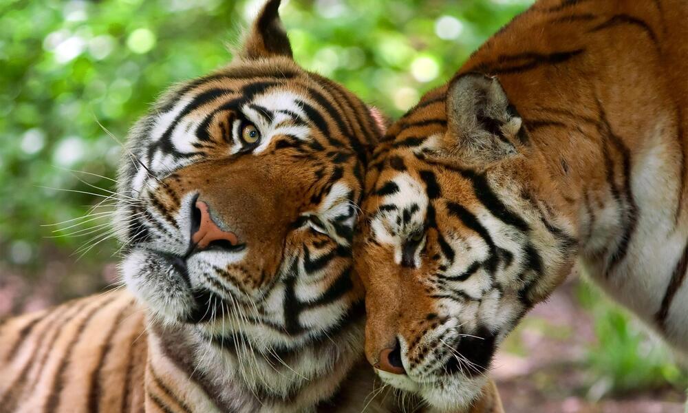Dónde viven los tigres | | Descubre WWF