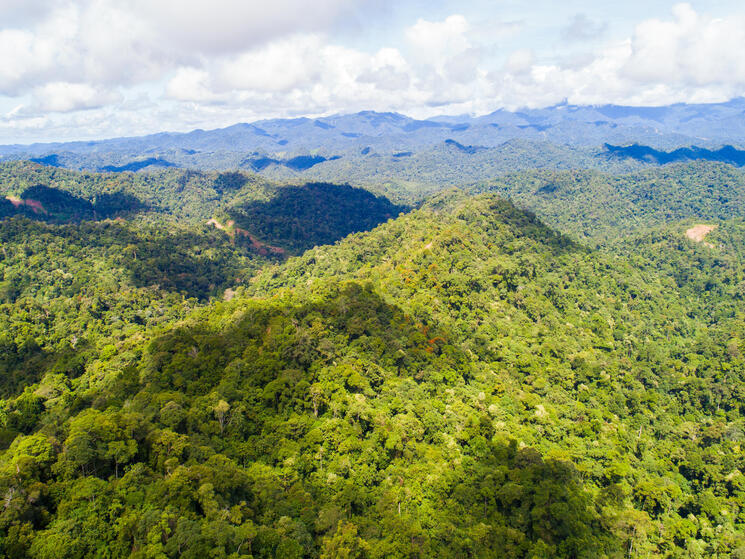 How to tackle the global deforestation crisis