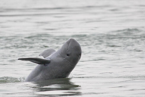 Irrawaddy river dolphin in Cambodia