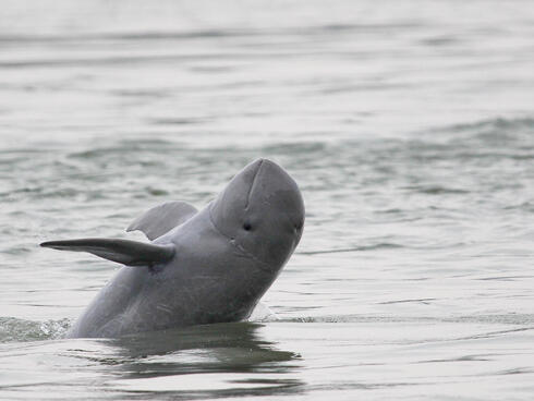 Irrawaddy dolphin numbers increase for the first time in 20 years ...