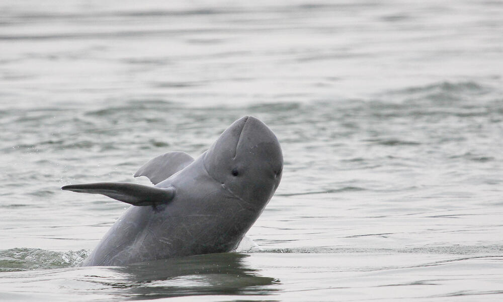 Irrawaddy river dolphin in Cambodia