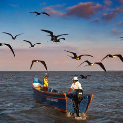 Two fisherman in powered boat with birds flying close overhead