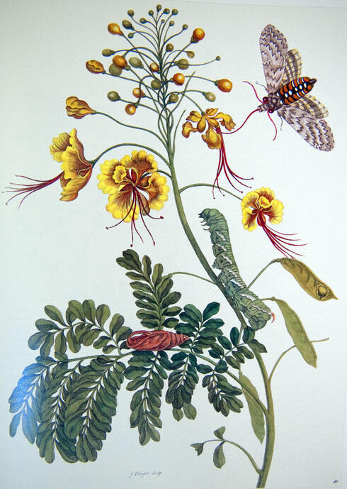 Colorful engraving of flowers and insects