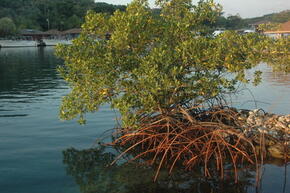 Mangrove in Honduras.
