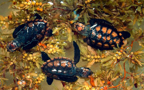 Newly hatched hawksbill turtles in Belize. 
