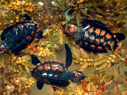 Newly hatched hawksbill turtles in Belize. 