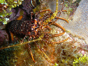 Spotted spiny lobster in Honduras. 