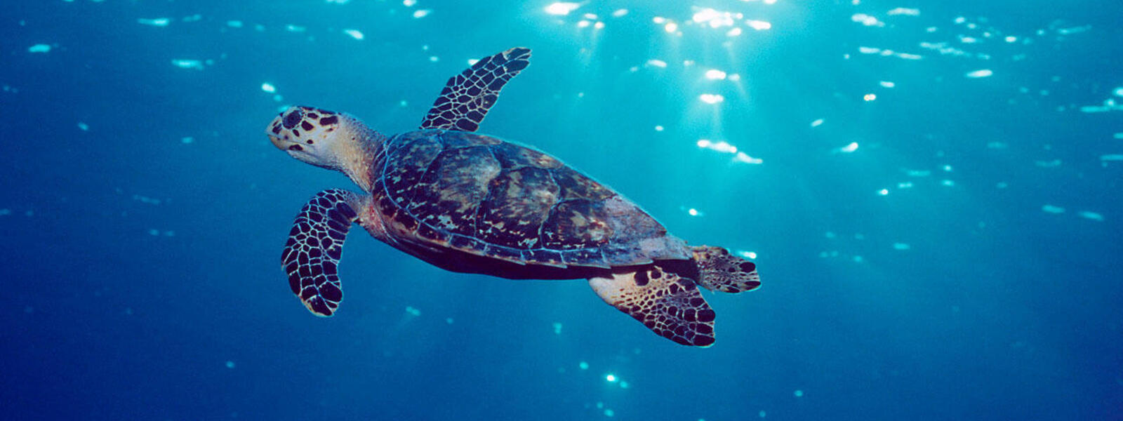 Hawksbill turtle (Eretmochelys imbricata) Grand Cayman, Caribbean, Atlantic Ocean