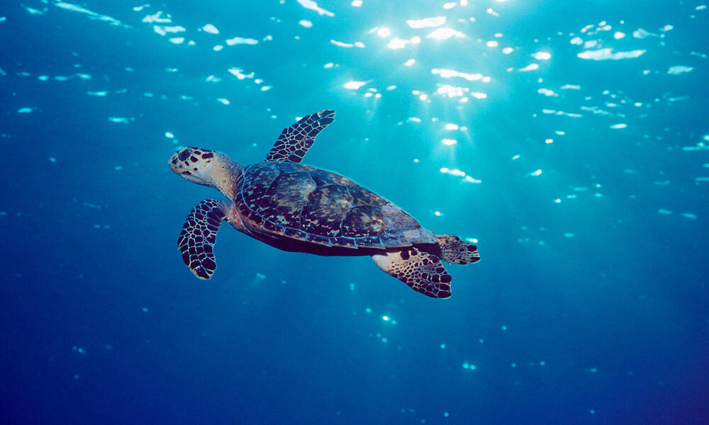 Hawksbill turtle (Eretmochelys imbricata) Grand Cayman, Caribbean, Atlantic Ocean