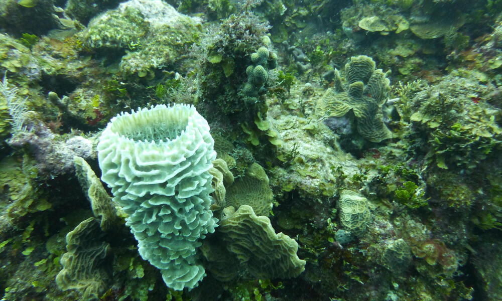 Mesoamerican_Reef_7.25.12_Threats