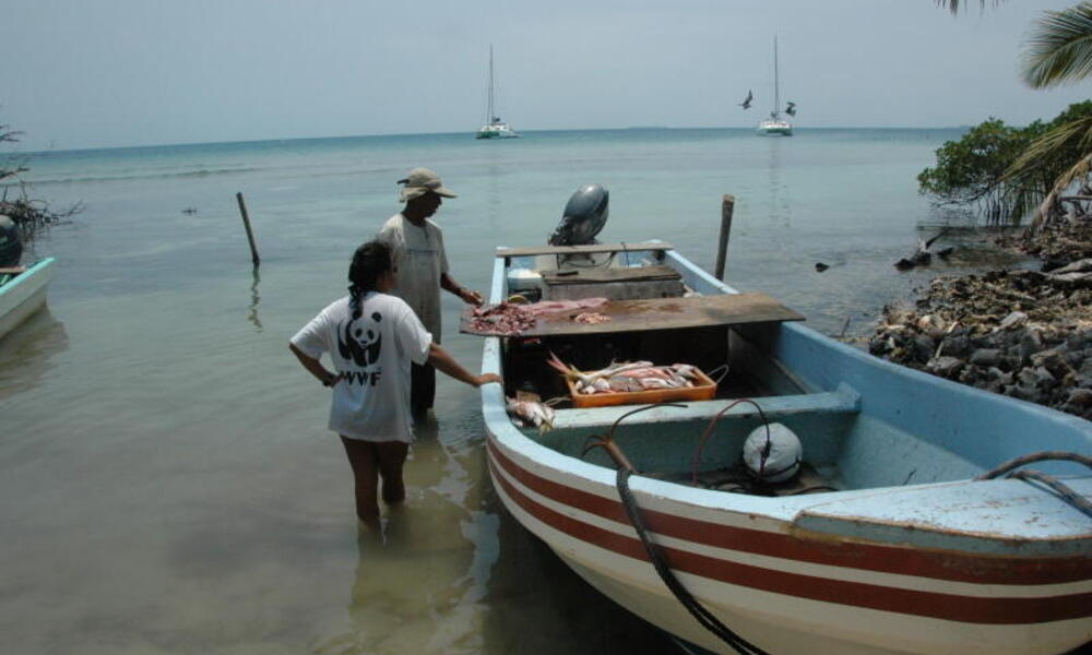 In Buttonwood Key, Belize fishermen claim their catch so that officials can keep track of the local fishing industry. 