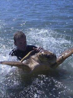 Action shot of Michael Jensen tagging a marine turtle